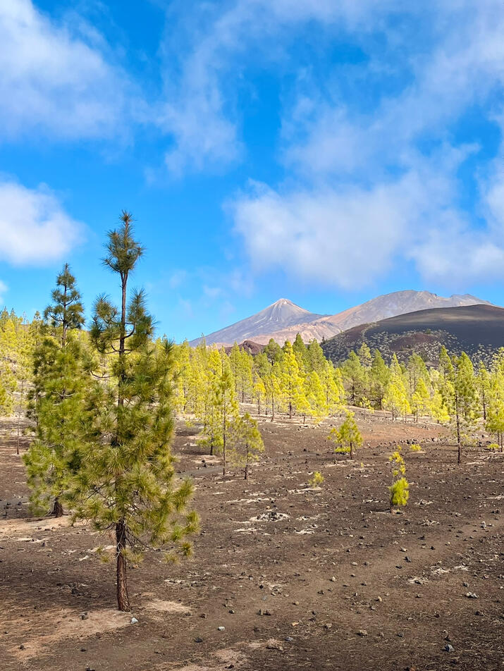 sopečná krajina pod sopkou Teide